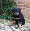 AKC Registered Rottweiler For Sale Shreve OH Male-Duke