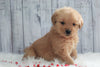 AKC Registered Golden Retriever For Sale Millersburg, OH Male- Buddy