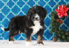 Bernedoodle (Standard) For Sale Sugarcreek, OH Male- Marshall