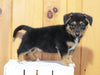 German Shepherd Mix For Sale Millersburg OH Male-Logan