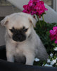 Pug For Sale Millersburg OH Female-Sugar
