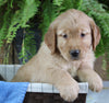 AKC Registered Golden Retriever For Sale Shreve OH Male-Cody