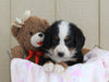 AKC Registered Bernese Mountain Dog For Sale Brinkhaven, OH Female- Nugget