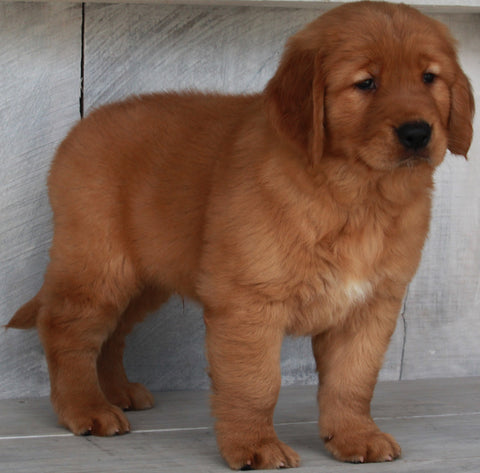 AKC Registered Golden Retriever For Sale Millersburg OH-Nick