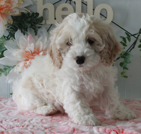 Cockapoo For Sale Holmesville OH Female-Kierra