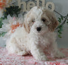 Cockapoo For Sale Holmesville OH Female-Kierra
