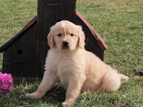 AKC Registered Golden Retriever For Sale Fredericksburg, OH Male- Lance