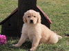 AKC Registered Golden Retriever For Sale Fredericksburg, OH Male- Lance