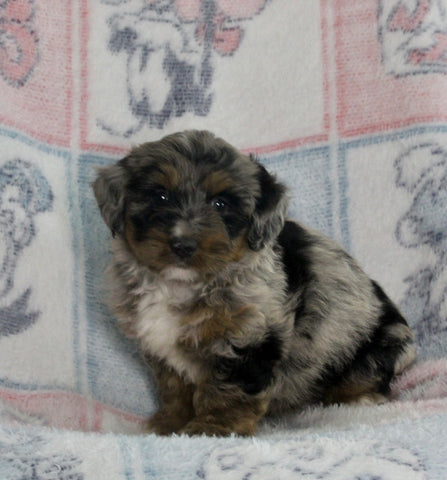 Mini Bernedoodle For Sale Millersburg OH Female-Grace