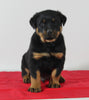 AKC Registered Rottweiler For Sale Wooster OH Male-Buddy