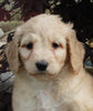 Medium F1BB Goldendoodle For Sale Millersburg OH Male-Drew