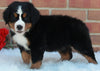 AKC Registered Bernese Mountain Dog For Sale Sugarcreek OH Female -Candi