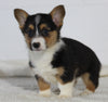 AKC Registered Pembroke Welsh Corgi For Sale Millersburg OH Female-Princess