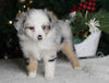 Mini Australian Shepherd For Sale Orrville OH Male-Mason