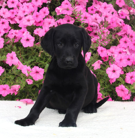 AKC Registered Labrador Retriever For Sale Millersburg OH Male-Isaiah