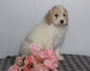 F1B Labradoodle For Sale Millersburg, OH Female- Beth