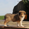 Collie Lassie For Sale Fredericksburg OH Male-Gavin