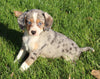 Mini Australian Mix For Sale Sugarcreek OH Female-Gracie