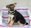 AKC Registered German Shepherd For Sale Sugarcreek, OH Female- Angel