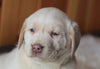 AKC Registered Labrador Retriever For Sale Fredericksburg, OH Female- Addy