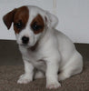 Jack Russel Terrier For Sale Fredericksburg OH Female- Penny