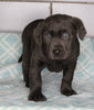 AKC Registered Labrador Retreiver For Sale Sugarcreek OH Male-Charlie