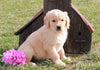AKC Registered Golden Retriever For Sale Fredericksburg, OH Male- Lance