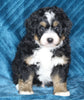 Mini Bernedoodle For Sale Dundee OH Male-Benji