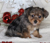 Yorkie-poo For Sale Millersburg OH Male-Donald