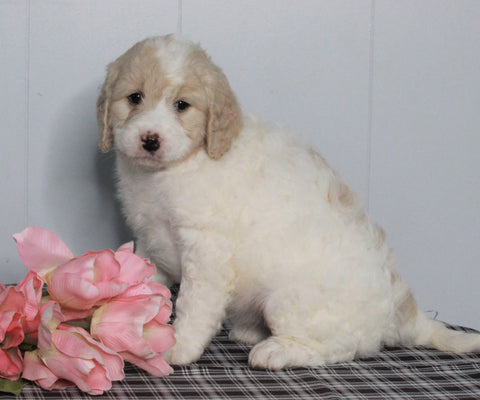 F1B Labradoodle For Sale Millersburg, OH Female- Beth
