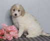 F1B Labradoodle For Sale Millersburg, OH Female- Beth