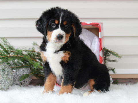 AKC Registered Bernese Mountain Dog For Sale Sugarcreek, OH Female- Joy