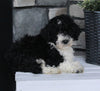 AKC Registered Moyen Poodle For Sale Wooster OH Male-Ace