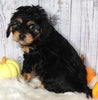 F1B Cavapoo For Sale Sugarcreek OH Female-Monnie