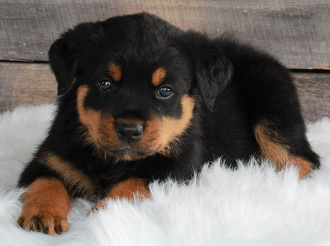 AKC Registered Rottweiler For Sale Applecreek OH -Male Axel