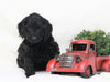 Cockapoo For Sale Millersburg, OH Male- Boomer