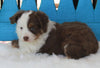 Mini Australian Shepherd For Sale Fredericksburg OH-Female Ruby