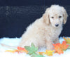 Medium F1B Labradoodle For Sale Millersburg OH Male-Hunter