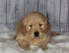 Golden Doodle Mix For Sale Sugarcreek, OH Male- Bingo