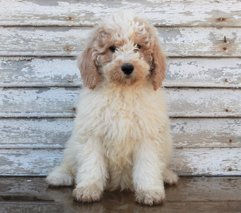 AKC Registered Standerd Poodle For Sale Millersburg OH Male-Teddy