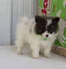 Pomeranian For Sale Fredericksburg OH Male-Diamond