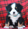 AKC Registered Bernese Mountain Dog For Sale Sugarcreek OH Female-Amber