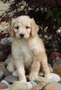Medium F1BB Goldendoodle For Sale Millersburg OH Male-Drew