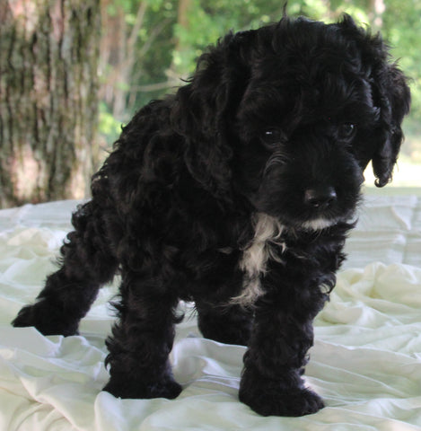 Cockapoo For Sale Dundee OH Male-Evan