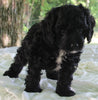 Cockapoo For Sale Dundee OH Male-Evan