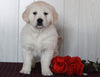 AKC Registered English Cream Golden Retriever For Sale Fredericksburg, OH Female- Sky