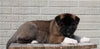 AKC Registered Akita For Sale Millersburg, OH Male- Buster