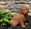Mini Goldendoodle For Sale Sugarcreek OH Female-Jane