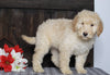 Mini F1BB Labradoodle For Sale Millersburg, OH Male- Zachary