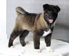 AKC Registered Akita For Sale Millersburg OH Male-Frosty